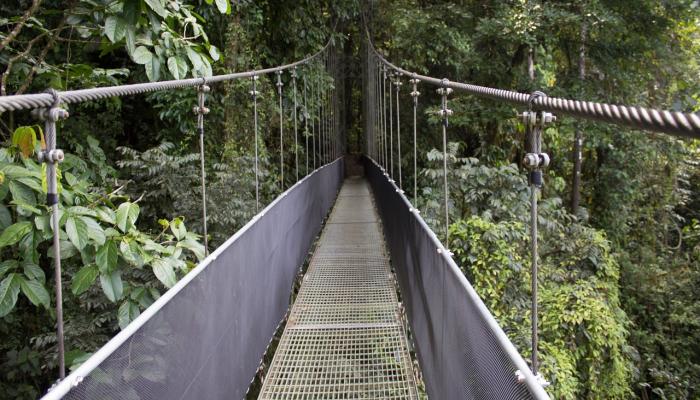 bridge