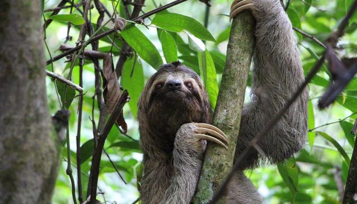 sloth